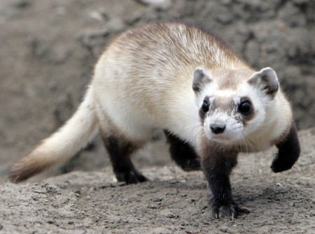 Texas bird flu strain kills ferrets used to mimic disease in humans, US CDC says