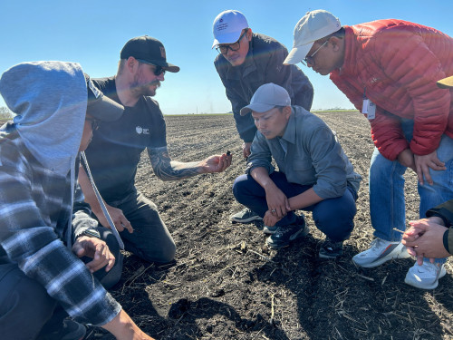 Tariffs on canola seen supercharging Canadian farmers’ shift to spring wheat