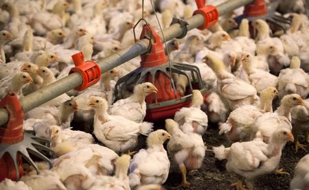 US to spend $502 million on future bird flu response